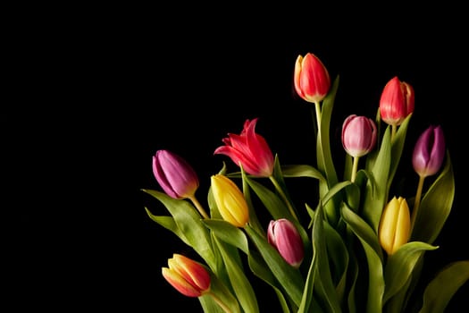 Bouquet of fresh tulips with tender colorful petals and green leaves on black background in studio during festive event celebration