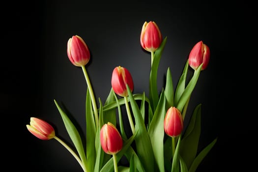 Bunch of colorful fresh tulips with red petals and green leaves placed on black background in studio during festive event
