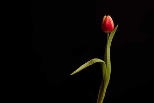 Tender tulip flower with red petals and green leaves with thin stem on black background in studio during festive event