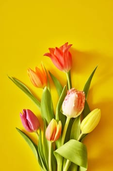 Bunch of fresh tulips with multicolored petals and green leaves placed on yellow background in light studio during festive event