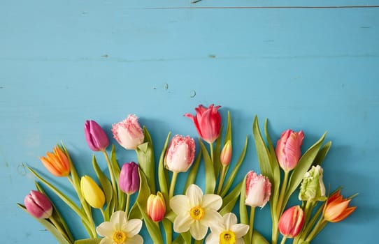 Top view of multicolored tulips with tender bright petals and green leaves placed near narcissuses on blue background in studio
