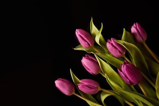 Bouquet of colorful blooming tulips with purple petals and green leaves place don black background in light studio during festive event