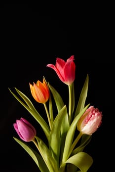 Bunch of bright tulips with gentle colorful petals on stems and green leaves placed on black background during festive occasion