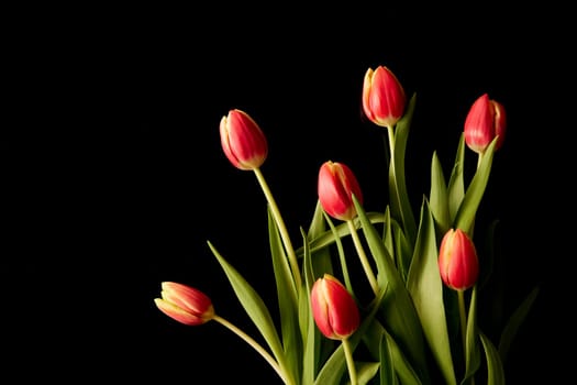 Bouquet of fresh tulips with red petals on long green stems placed on black background in studio during festive event
