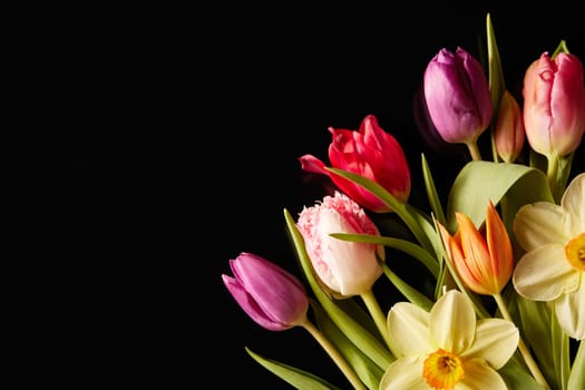 Bouquet of fresh tulips with multicolored petals and beige narcissuses placed on black background during festive occasion in light studio