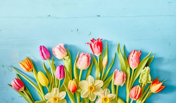 Overhead view of multicolored tulips with green leaves near white narcissuses placed on blue background during holiday preparation in studio