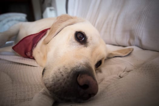Labrador dog lying on the sofa. Selective focus