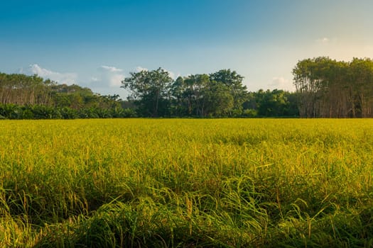 Rice paddy in rice field rural with cloud sky in daylight, Green field rural countryside, Paddy rice with green field