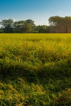 Rice paddy in rice field rural with cloud sky in daylight, Green field rural countryside, Paddy rice with green field