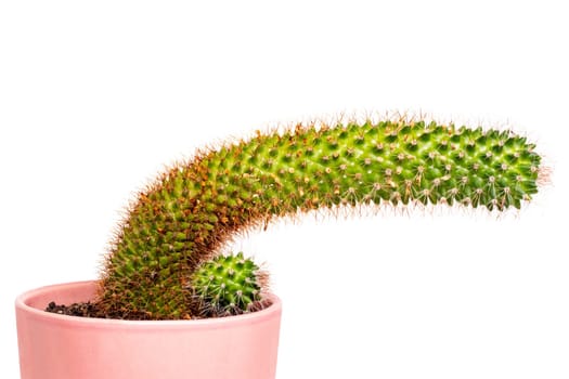 Cactus isolated. Close-up of a large and a small child cactus with long thorns in a pink ceramic pot isolated on a white background. Succulents. Macro.