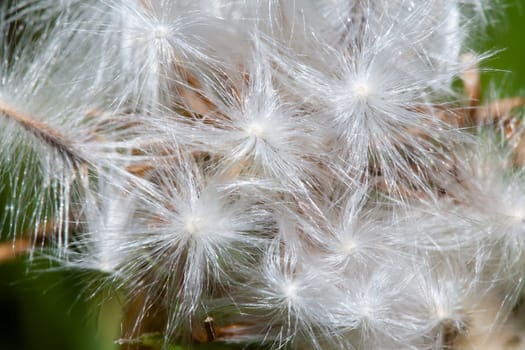 Photo of one dandelion taken close-up. Macro shoto. Black and white photo.