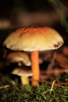 Wild winter mushrooms on forest macro background north germany high quality print