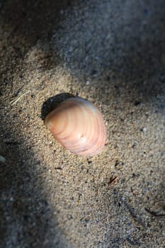 Shells close up elafonisi beach crete island covid-19 season holidays modern background high quality prints