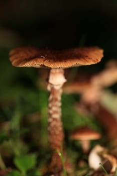 Wild winter mushrooms on forest macro background north germany high quality print