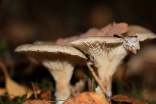 Wild winter mushrooms on forest macro background north germany high quality print