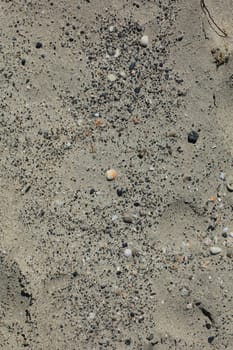 Shells close up elafonisi beach crete island covid-19 season holidays modern background high quality prints