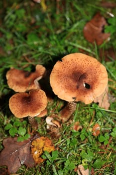 Wild winter mushrooms on forest macro background north germany high quality print