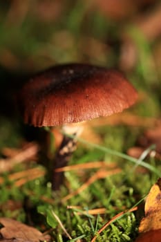 Wild winter mushrooms on forest macro background north germany high quality print