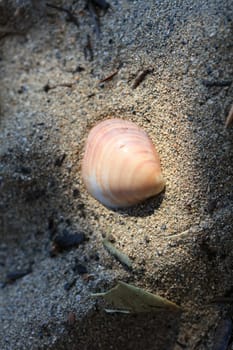 Shells close up elafonisi beach crete island covid-19 season holidays modern background high quality prints