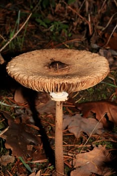 Wild winter mushrooms on forest macro background north germany high quality print