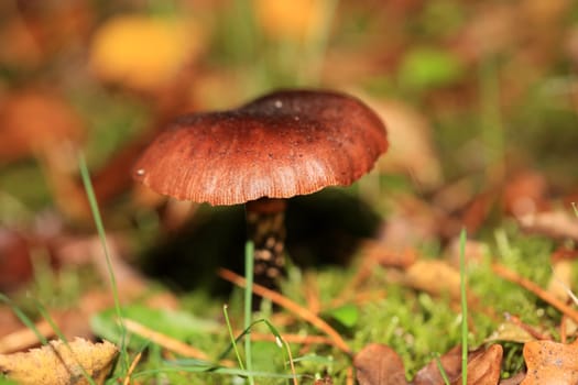 Wild winter mushrooms on forest macro background north germany high quality print