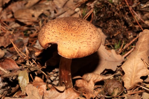 Wild winter mushrooms on forest macro background north germany high quality print