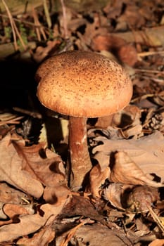 Wild winter mushrooms on forest macro background north germany high quality print