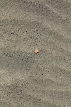 Shells close up elafonisi beach crete island covid-19 season holidays modern background high quality prints
