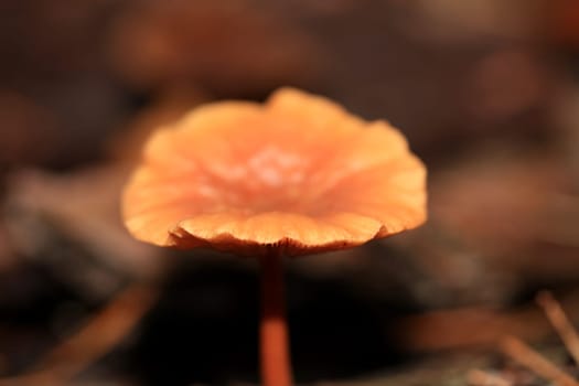 Wild winter mushrooms on forest macro background north germany high quality print
