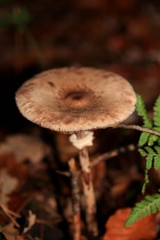 Wild winter mushrooms on forest macro background north germany high quality print