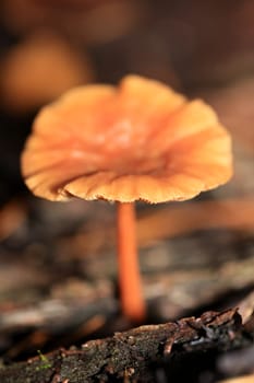 Wild winter mushrooms on forest macro background north germany high quality print