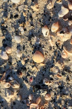 Shells close up elafonisi beach crete island covid-19 season holidays modern background high quality prints