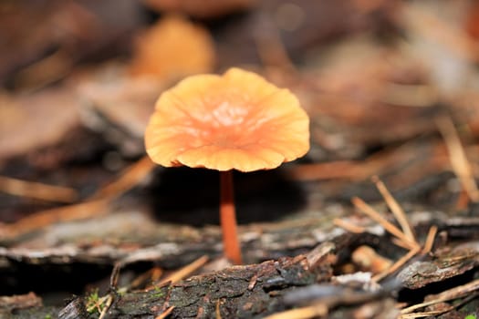 Wild winter mushrooms on forest macro background north germany high quality print