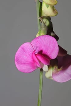 Wild purple flower blossom close up botanical background lathyrus latifolius family leguminosae high quality big size modern print