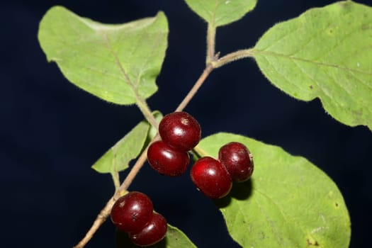 Wild red fruits close up botanical background lonicera xylosteum family caprifoliaceae high quality big size prints