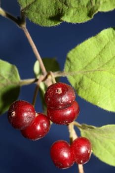 Wild red fruits close up botanical background lonicera xylosteum family caprifoliaceae high quality big size prints