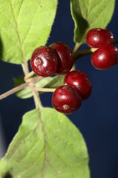 Wild red fruits close up botanical background lonicera xylosteum family caprifoliaceae high quality big size prints