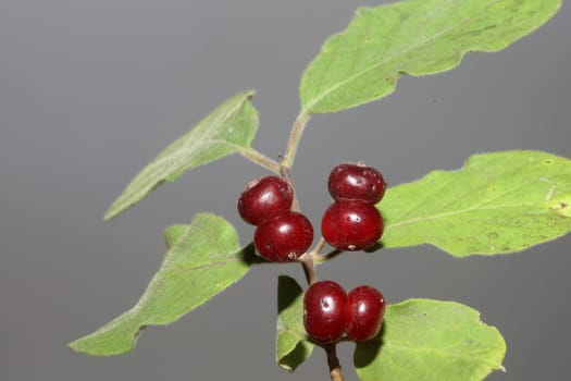 Wild red fruits close up botanical background lonicera xylosteum family caprifoliaceae high quality big size prints