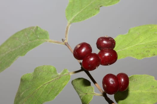 Wild red fruits close up botanical background lonicera xylosteum family caprifoliaceae high quality big size prints
