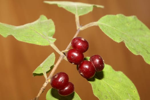 Wild red fruits close up botanical background lonicera xylosteum family caprifoliaceae high quality big size prints