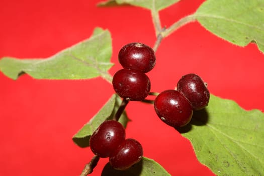 Wild red fruits close up botanical background lonicera xylosteum family caprifoliaceae high quality big size prints