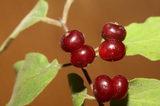 Wild red fruits close up botanical background lonicera xylosteum family caprifoliaceae high quality big size prints