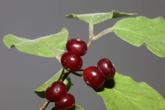 Wild red fruits close up botanical background lonicera xylosteum family caprifoliaceae high quality big size prints