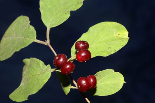 Wild red fruits close up botanical background lonicera xylosteum family caprifoliaceae high quality big size prints