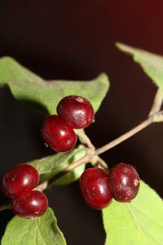 Wild red fruits close up botanical background lonicera xylosteum family caprifoliaceae high quality big size prints