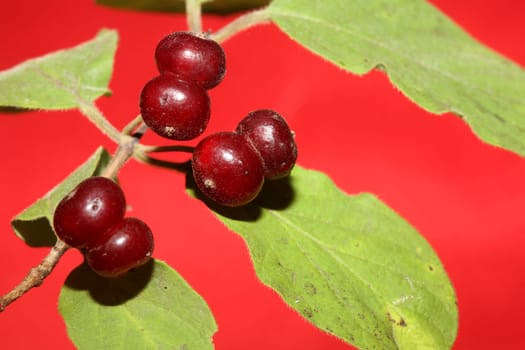 Wild red fruits close up botanical background lonicera xylosteum family caprifoliaceae high quality big size prints