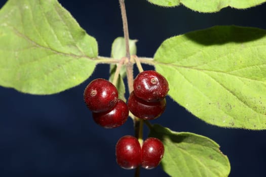 Wild red fruits close up botanical background lonicera xylosteum family caprifoliaceae high quality big size prints