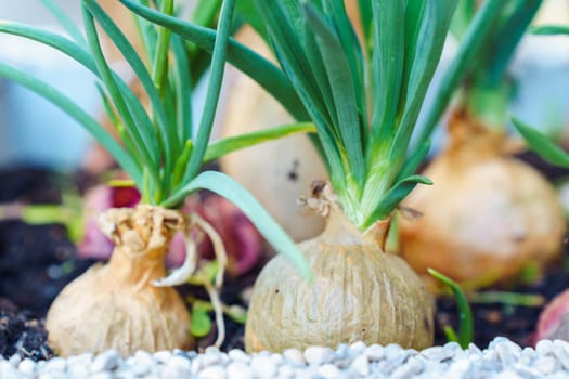 Close-up of growing green onion bulbs in the soil.