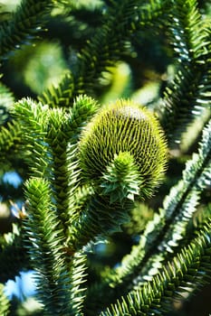 Chilean fir monkey puzzle tree under blue sky in summer