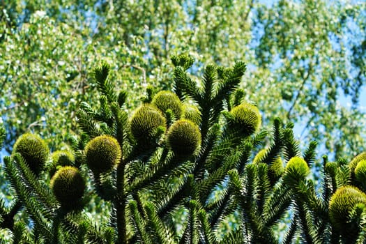 Chilean fir monkey puzzle tree under blue sky in summer